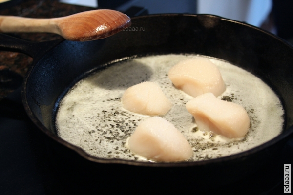 Морские  гребешки